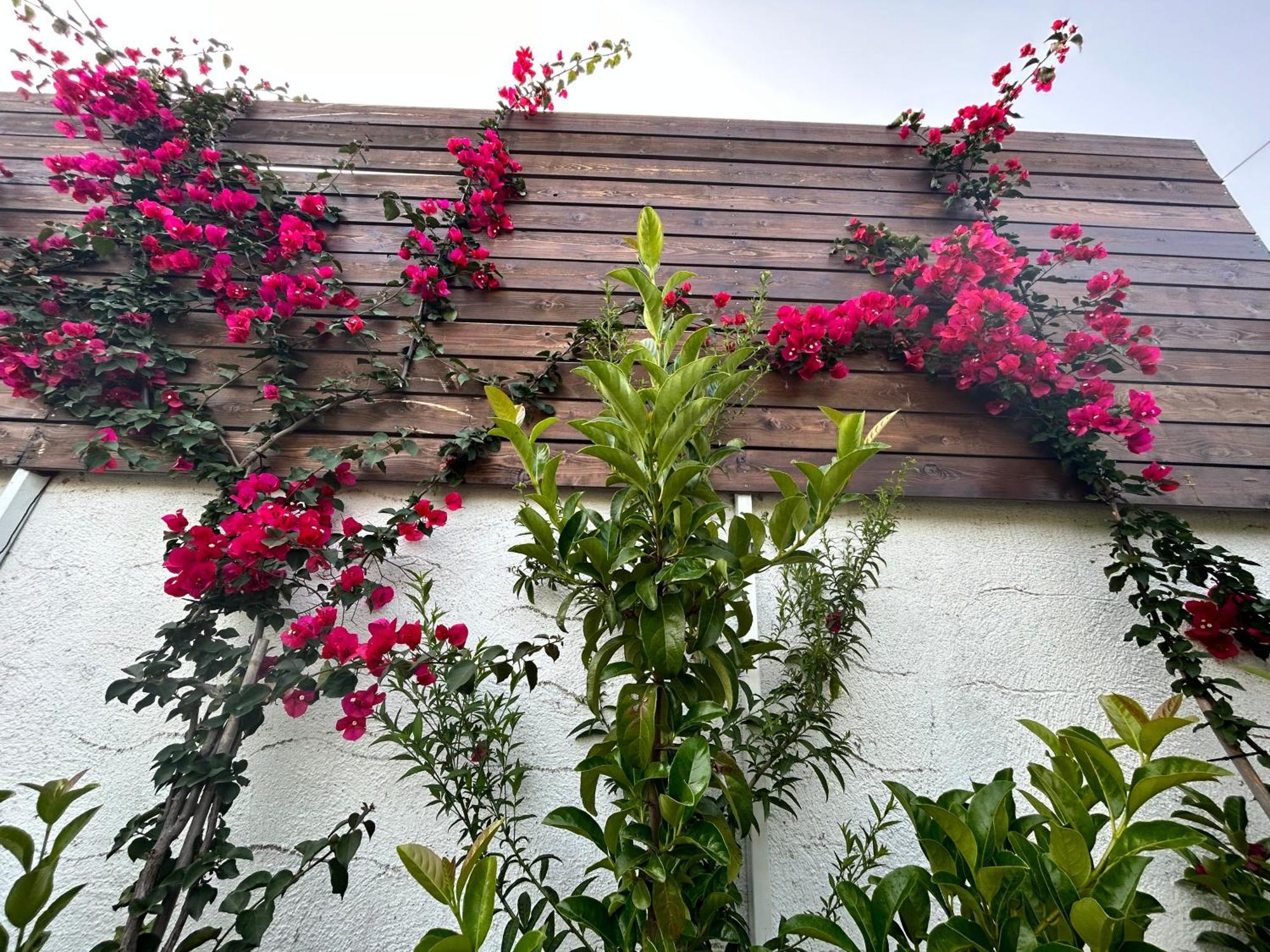 Aithonas Villa Archangelos  Cameră foto